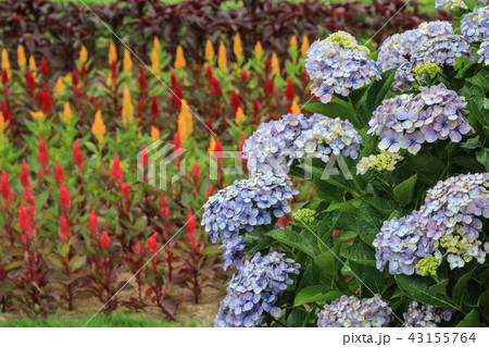 紫陽花の花 紫陽花の花 43155764