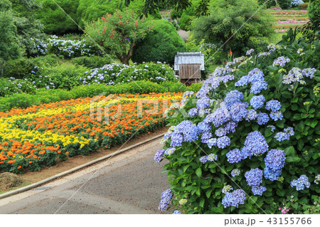 紫陽花の花 43155766