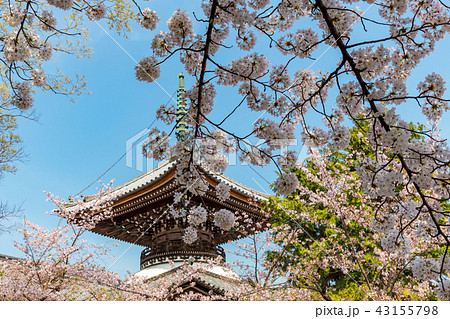 本法寺 - 桜 43155798