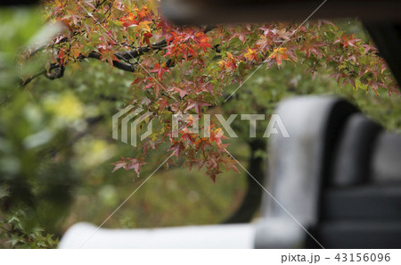 楓 カエデ メープル 43156096