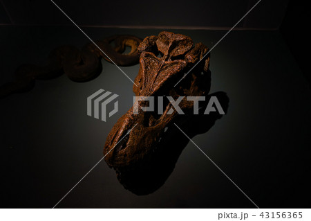 head of a dinosaur fossil head of a dinosaur fossil 43156365