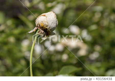 floribunda flower in the garden. A sunny day. 43156438