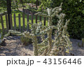 Cane Cholla Cactus in the park. A sunny day. 43156446