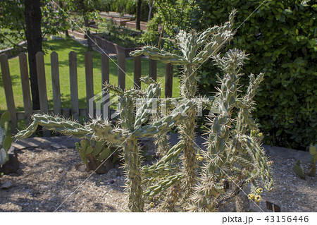 Cane Cholla Cactus in the park. A sunny day. Cane Cholla Cactus in the park. A sunny day. 43156446