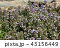 breckland thyme flowers covering everywhere  43156449