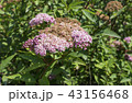 Achillea millefolium or pink yarrow with sunrise. 43156468