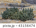 a plant variety living in a stone 43156474