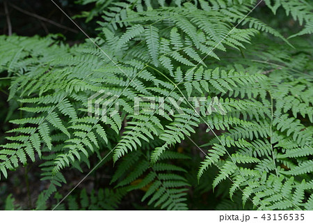 シダの葉 43156535