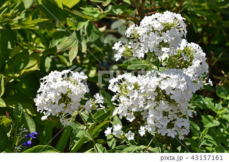 オイランソウ(花魁草) オイランソウ(花魁草) 43157161