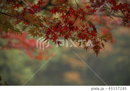 嵐山町 京都嵐山 嵐山渓谷 43157195