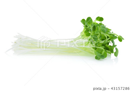 alfalfa sprouts or kai wah-rei on white background alfalfa sprouts or kai wah-rei on white background 43157286