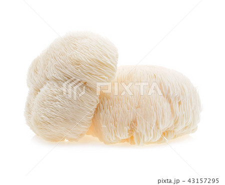 lion mane mushroom isolated on white background. 43157295
