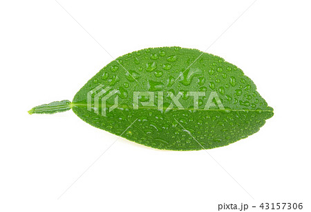 Lemon leaf with drops of water on white background Lemon leaf with drops of water on white background 43157306
