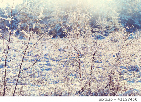 Winter forest Winter forest 43157450