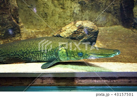 アリゲーターガー Atractosteus Spatula 淡水魚 水族館の写真素材