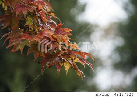 楓 カエデ メープル 43157529