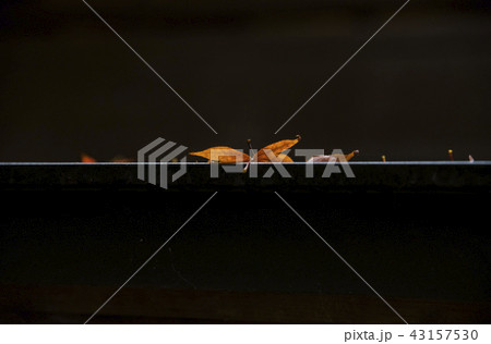 楓 カエデ メープル 43157530