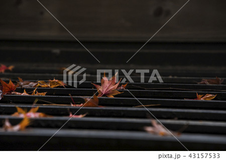 楓 カエデ メープル 43157533