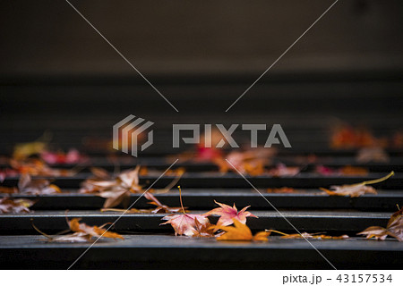 楓 カエデ メープル 43157534