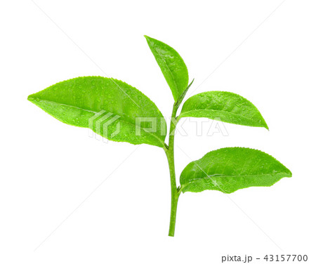 Green tea leaf with drops of water on white 43157700