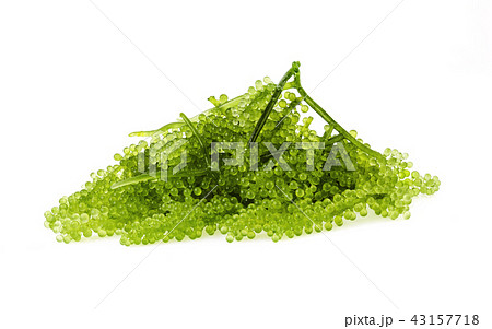 grapes seaweed or green caviar isolated on white grapes seaweed or green caviar isolated on white 43157718