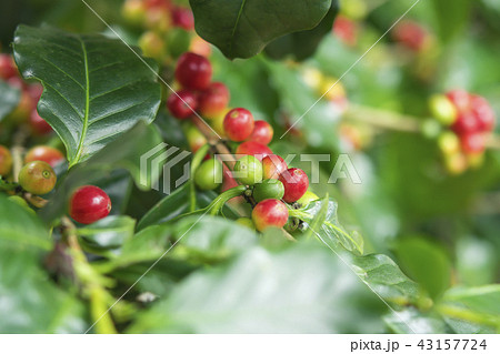 Close up, Arabica coffee berry ripening on tree Close up, Arabica coffee berry ripening on tree 43157724