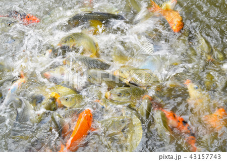 feed the fish school of fish.blur 43157743