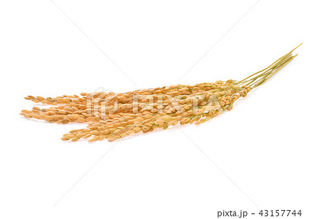 Japanese rice ears on white background 43157744