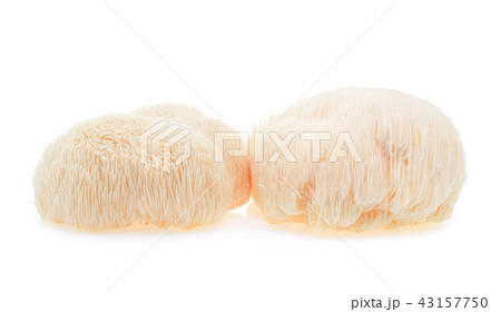 Lion mane mushroom isolated on white background 43157750