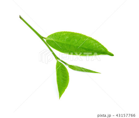 Green tea leaves wet isolated on white background. Green tea leaves wet isolated on white background. 43157766