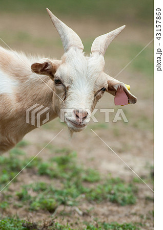 funny portrait of goat in a field 43157869