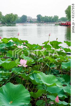 Shichahai in Beijing Shichahai in Beijing 43157958
