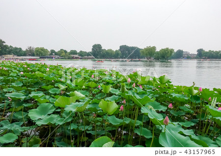 Shichahai in Beijing Shichahai in Beijing 43157965
