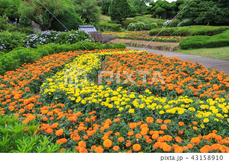 のこのしまアイランドパークのお花畑 のこのしまアイランドパークのお花畑 43158910
