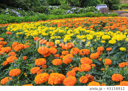 のこのしまアイランドパークのお花畑 43158912