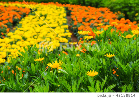 のこのしまアイランドパークのお花畑 43158914
