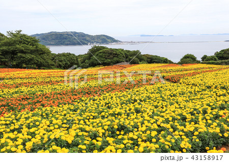 のこのしまアイランドパークのお花畑 のこのしまアイランドパークのお花畑 43158917