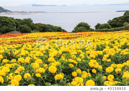 のこのしまアイランドパークのお花畑 のこのしまアイランドパークのお花畑 43158918