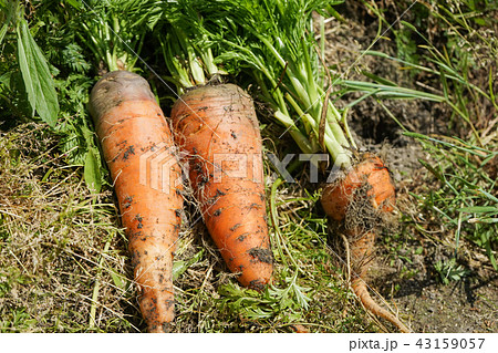 にんじん 43159057