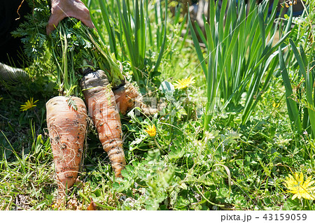 にんじん にんじん 43159059