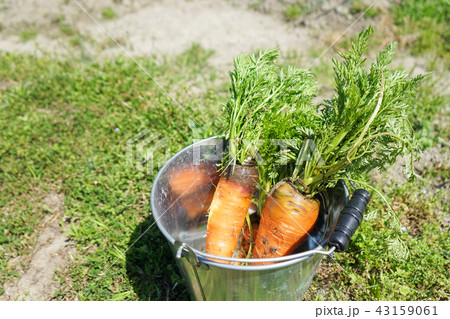 にんじん 43159061