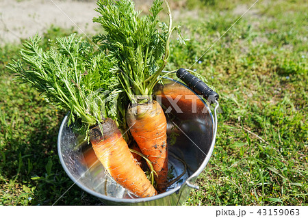にんじん にんじん 43159063