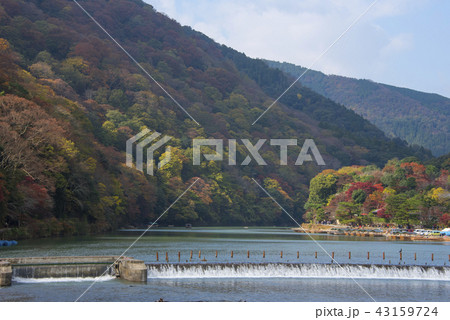 楓 カエデ メープル 43159724