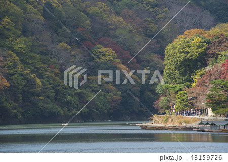 楓 カエデ メープル 43159726