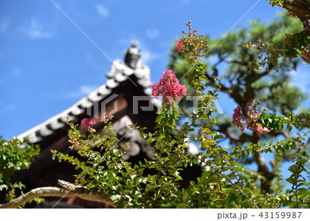 【中国三十三観音霊場】第三番 正楽寺の書院とサルスベリの桃色の花 岡山県備前市 【中国三十三観音霊場】第三番 正楽寺の書院とサルスベリの桃色の花 岡山県備前市 43159987