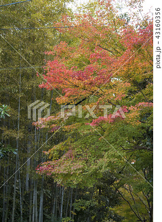 嵯峨野 竹林の道 竹林の小径 43160356