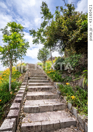 ニッコウキスゲ キスゲ デイリリー 43160421