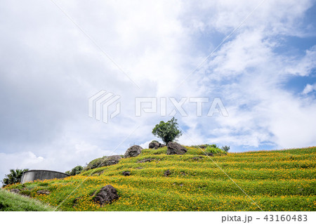 ニッコウキスゲ キスゲ デイリリー 43160483