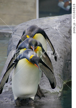 キングペンギン キングペンギン 43160828