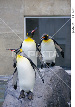 キングペンギン 43160830
